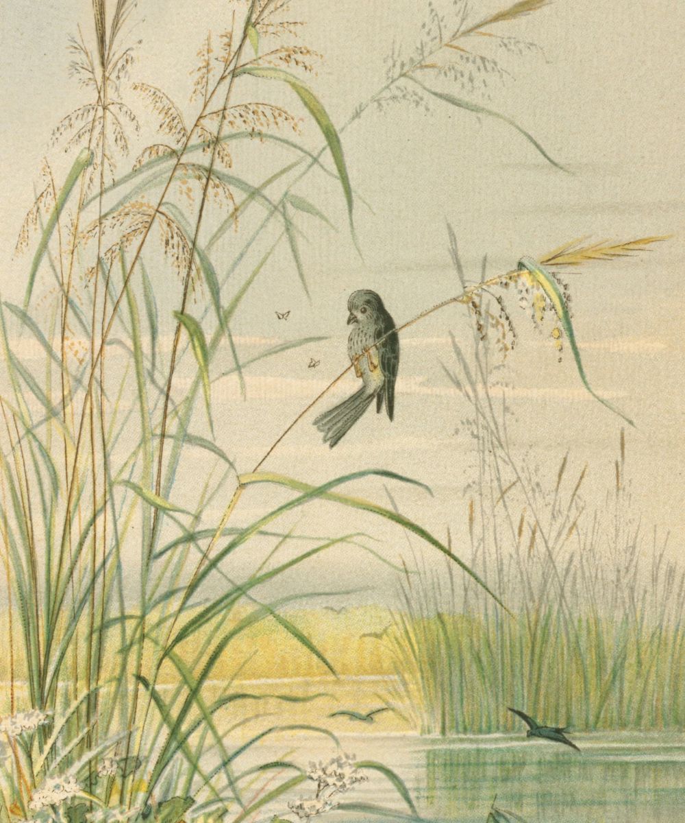 El jilguero y la nube